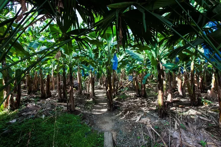 Banana plantation. Costa Rica. Плантацыя бананаў. Коста-Рыка. Плантация бананов. Коста-Рика