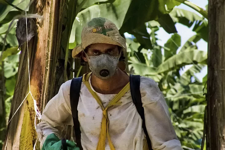 Banana plantation. Costa Rica. Плантацыя бананаў. Коста-Рыка. Плантация бананов. Коста-Рика