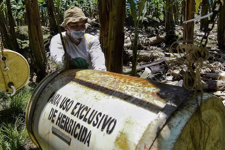 Banana plantation. Costa Rica. Плантацыя бананаў. Коста-Рыка. Плантация бананов. Коста-Рика