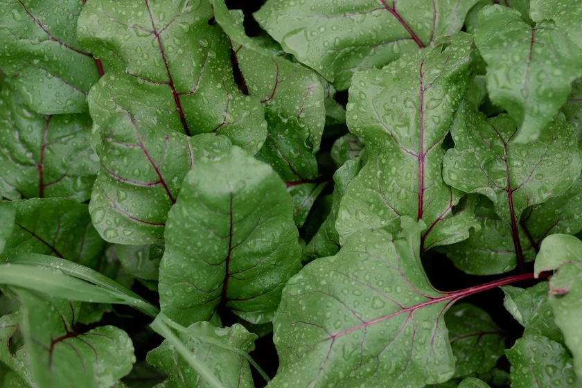 Beetroot leaves